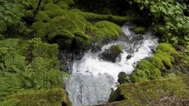 Tử vi Giản Hạ Thủy (1996, 1997) và cách chọn đồng hồ hợp mệnh