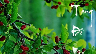 Mệnh Tang Đố Mộc và cách chọn đồng hồ giúp thay đổi vận mệnh