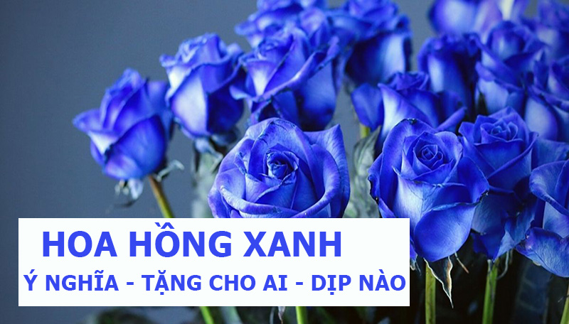 Ý nghĩa đặc biệt của Hoa hồng xanh! Tặng hoa hồng xanh cho ai, vào dịp nào khiến người nhận “THÍCH MÊ”?