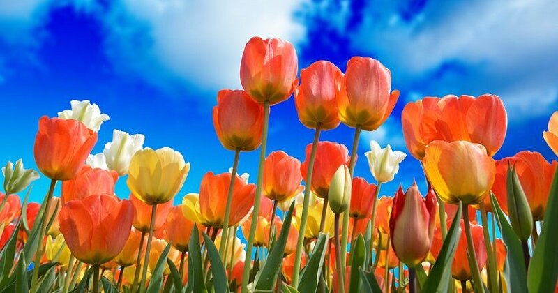 ý nghĩa của hoa tulip