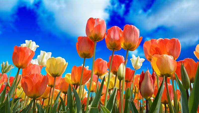 Nguồn Gốc HOA TULIP ở Hà Lan ư? KHÔNG! Bạn Nhầm Rồi! Khám Phá Từ A-> Z về Hoa Tulip!