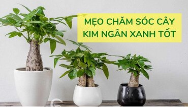 Cây kim ngân – Cây “tiền vàng” có ý nghĩa gì trong phòng thủy, hợp mệnh nào, tuổi gì?
