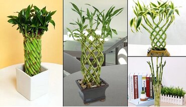 Từ A->Z Về Cây Phát Lộc: Loài Cây “VƯỢNG KHÍ” Giúp Gia Chủ Sự Nghiệp Thăng Tiến, Tiền Bạc Rủng Rỉnh!