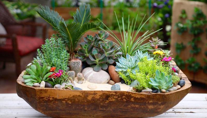 Sen đá trong phong thủy có ý nghĩa gì? Cách trồng và ứng dụng trong cuộc sống