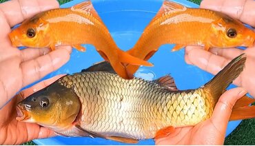 Giải mã bí ẩn tâm linh giấc mơ thấy cá chép & dấu hiệu thần tài gõ cửa