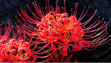 A-Z về Hoa bỉ ngạn: “Sứ giả của địa ngục”, đẹp diễm lệ nhưng u buồn