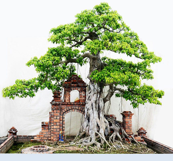 Quà tặng bố cây cảnh