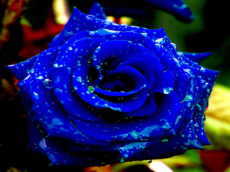 Hoa hồng xanh là hoa gì