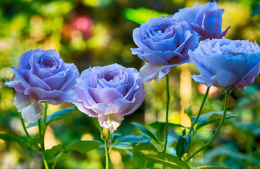 Nguồn gốc của hoa hồng xanh