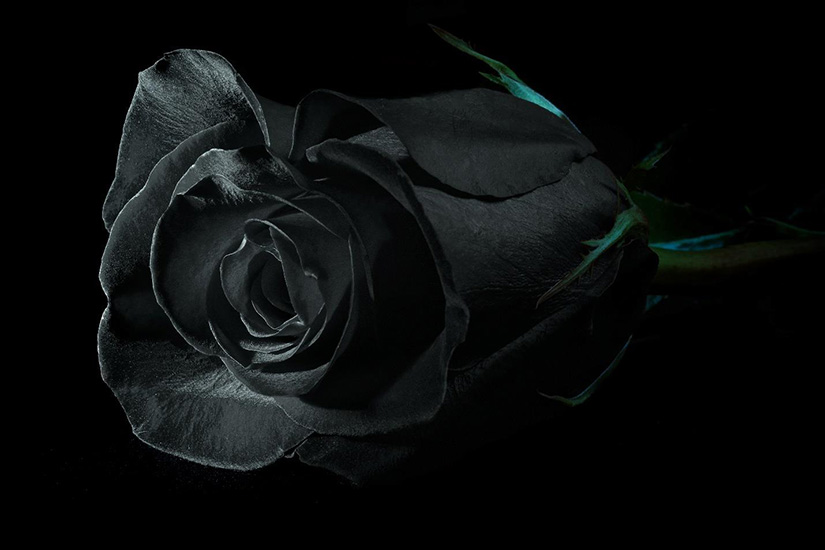 Bí ẩn hoa hồng đen