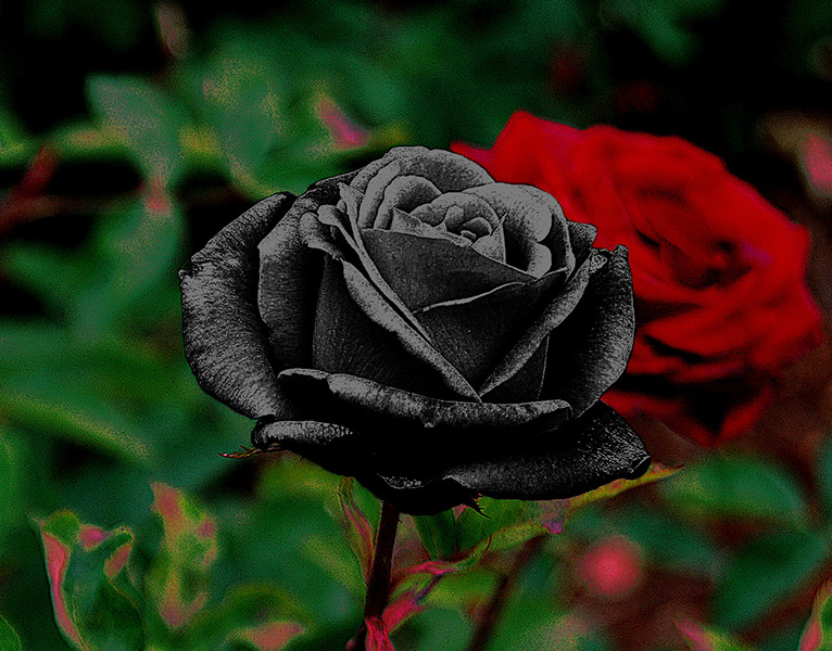 Hoa hồng đen là gì