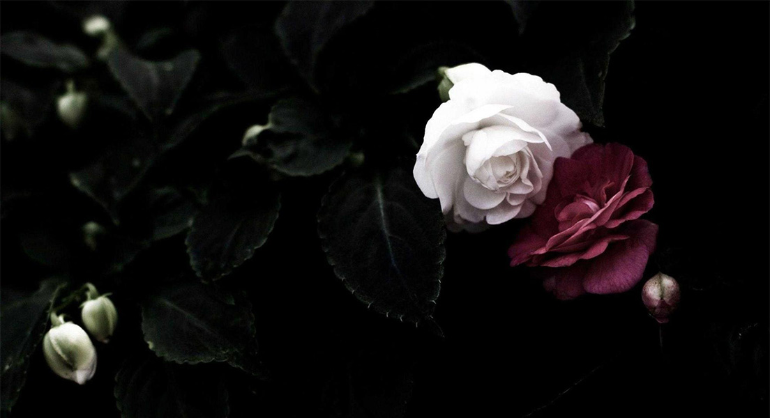 Trọn Bộ hình ảnh hoa hồng đen  loài hoa bí ẩn và quyến rũ