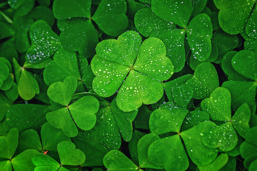 Cỏ 4 lá may mắn (Lucky four-leaf clover) là biểu tượng may mắn và mang lại điều tốt đẹp cho người sở hữu. Hình ảnh cỏ 4 lá sẽ làm cho bạn cảm thấy hạnh phúc và đầy niềm tin vào chính mình khi trải nghiệm hình ảnh này.
