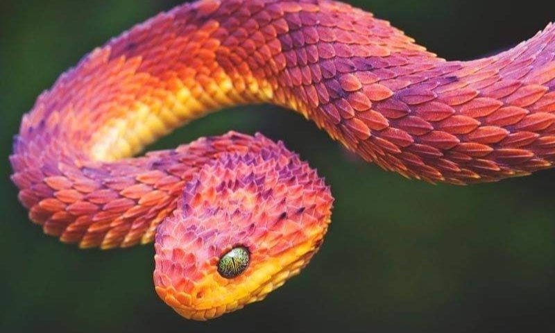 Mở thấy rắn đỏ cho thấy cuộc sống của bạn sẽ gặp nhiều vận may