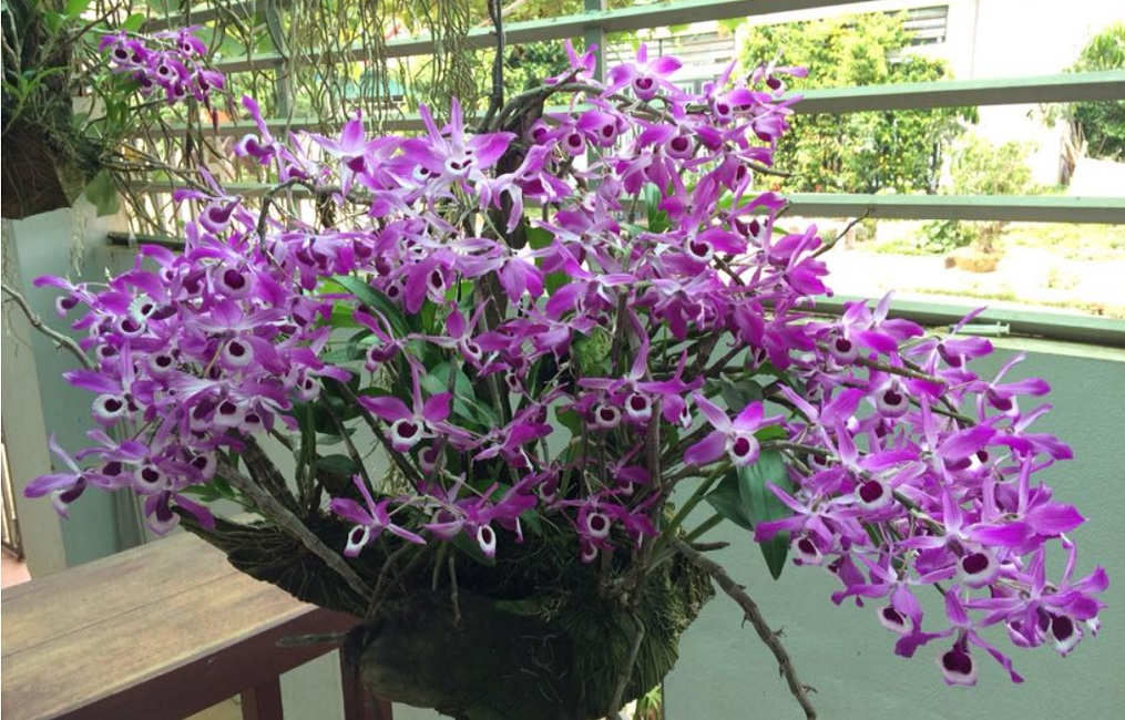 Người cao tuổi có thú vui chăm cây cảnh