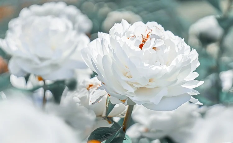 Hoa mẫu đơn trắng tượng trưng cho sự tinh khôi