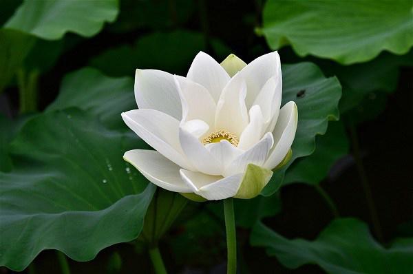 Hoa sen trắng thể hiện cho tình cảm trong sáng