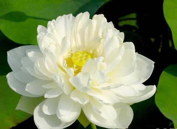 Hoa sen trắng thuộc dòng hoa Sen có tên khoa học là Nelumbo lutea