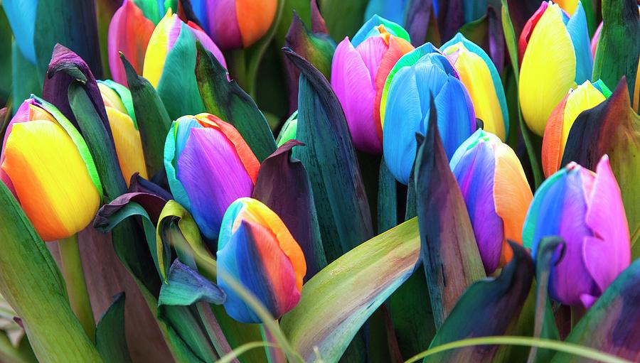 Beautiful tulip photo