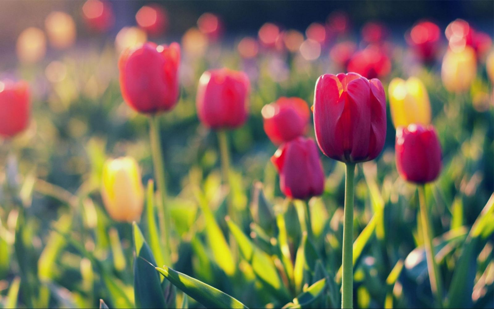 Beautiful tulip photo