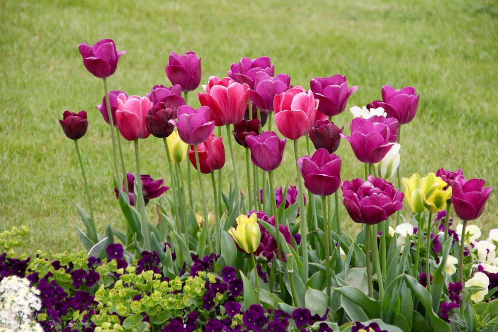 Ảnh hoa tulip đẹp