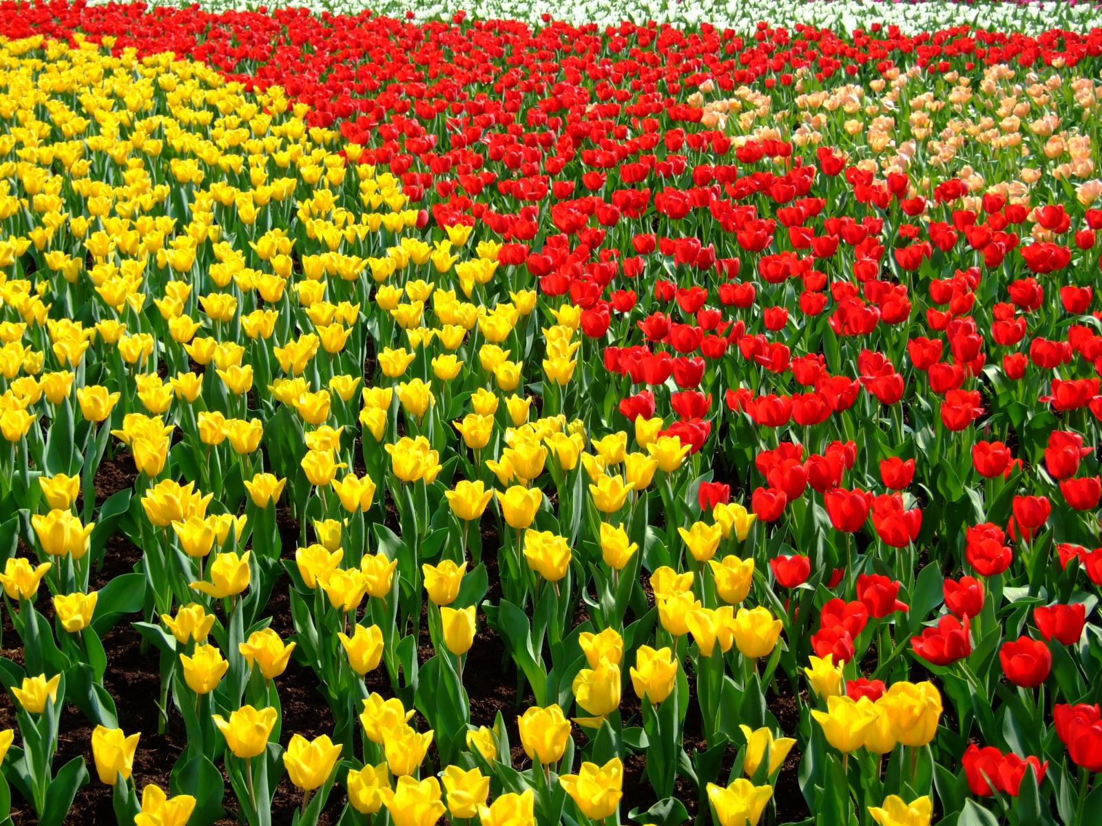 Hoa Tulip với hơn 150 loài khác nhau