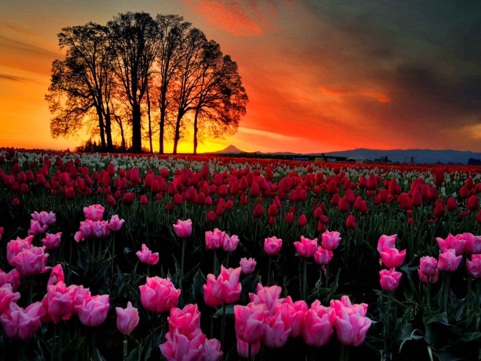 Tulips are also known as Uat Kim Cuong