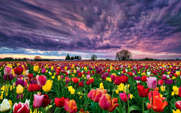 Nguồn gốc hoa tulip từ đất nước Thổ Nhĩ Kỳ