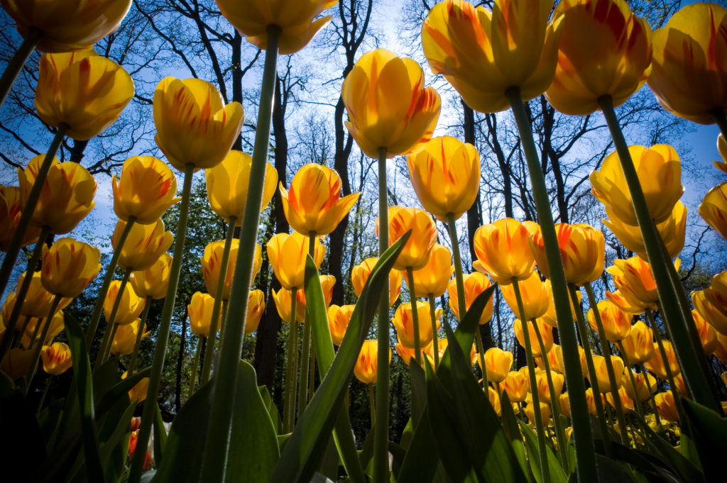 Hoa tulip thay cho lời xin lỗi chân thành