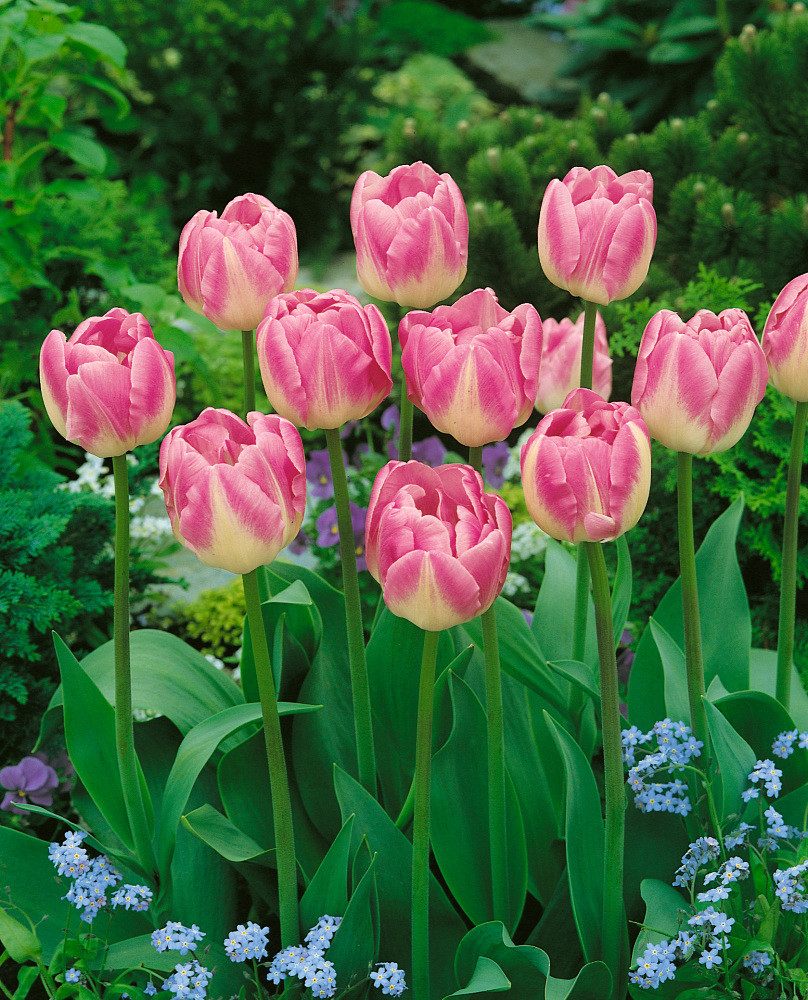 Hoa tulip mang ý nghĩa tình yêu bất diệt