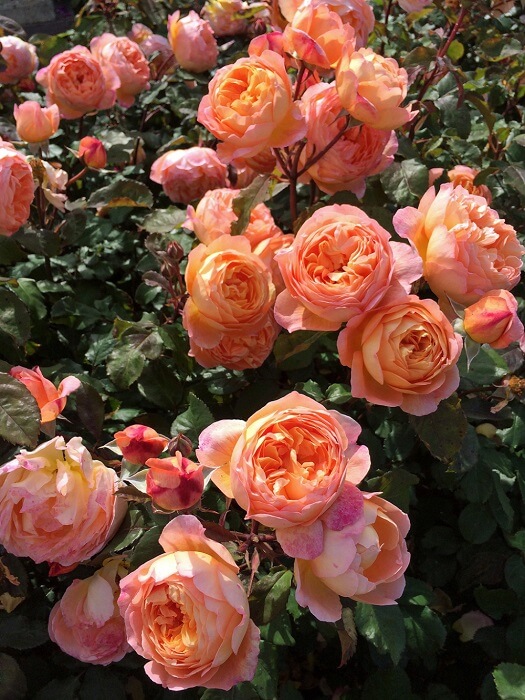 Hoa hồng cam thể hiện sự ham muốn