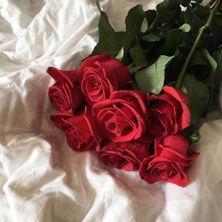 Hoa hồng đỏ đại diện cho tình yêu và sự ngưỡng mộ