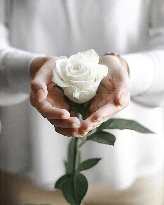 Hoa hồng trắng đại diện cho sự ngây thơ, trong sáng
