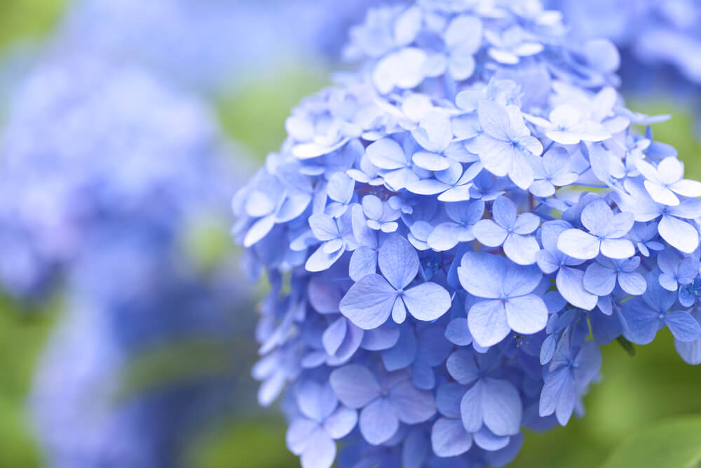 Hình ảnh hoa cẩm tú cầu đẹp nhất