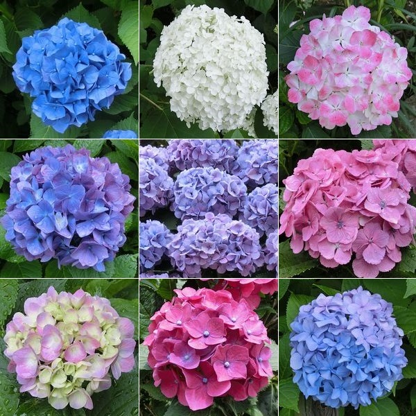 Màu sắc hoa cẩm tú cầu phụ thuộc vào điều kiện thời tiết