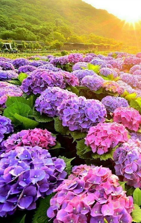 Giới thiệu về Hoa Cẩm Tú Cầu: Đặc điểm, nguồn gốc, ý nghĩa Giới Thiệu Về Hoa Cẩm Tú Cầu: Đặc Điểm, Nguồn Gốc, Ý Nghĩa