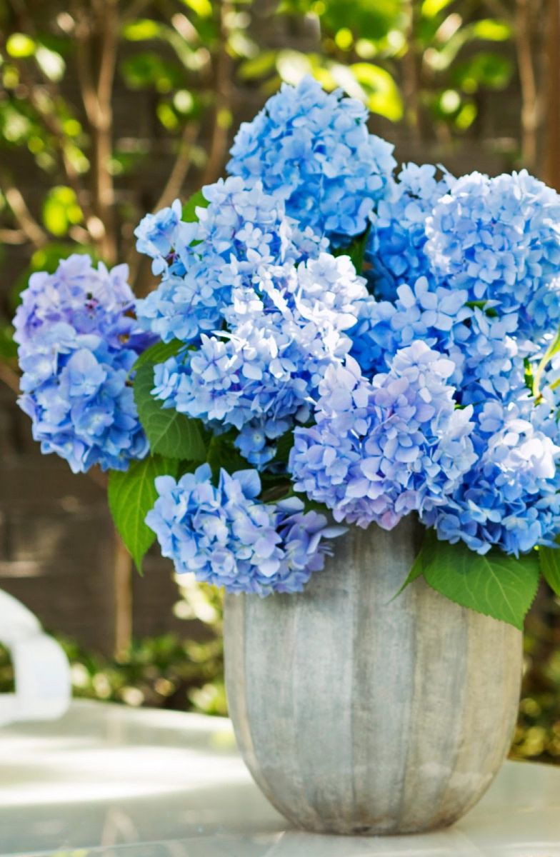 Hoa cẩm tú cầu cũng được xem là món quà tặng ý nghĩa