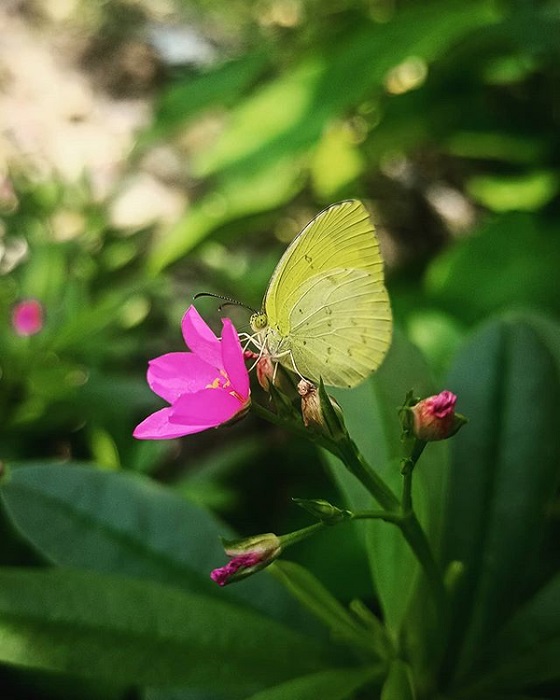 Bướm vàng bay vào nhà thường sẽ báo tin lành