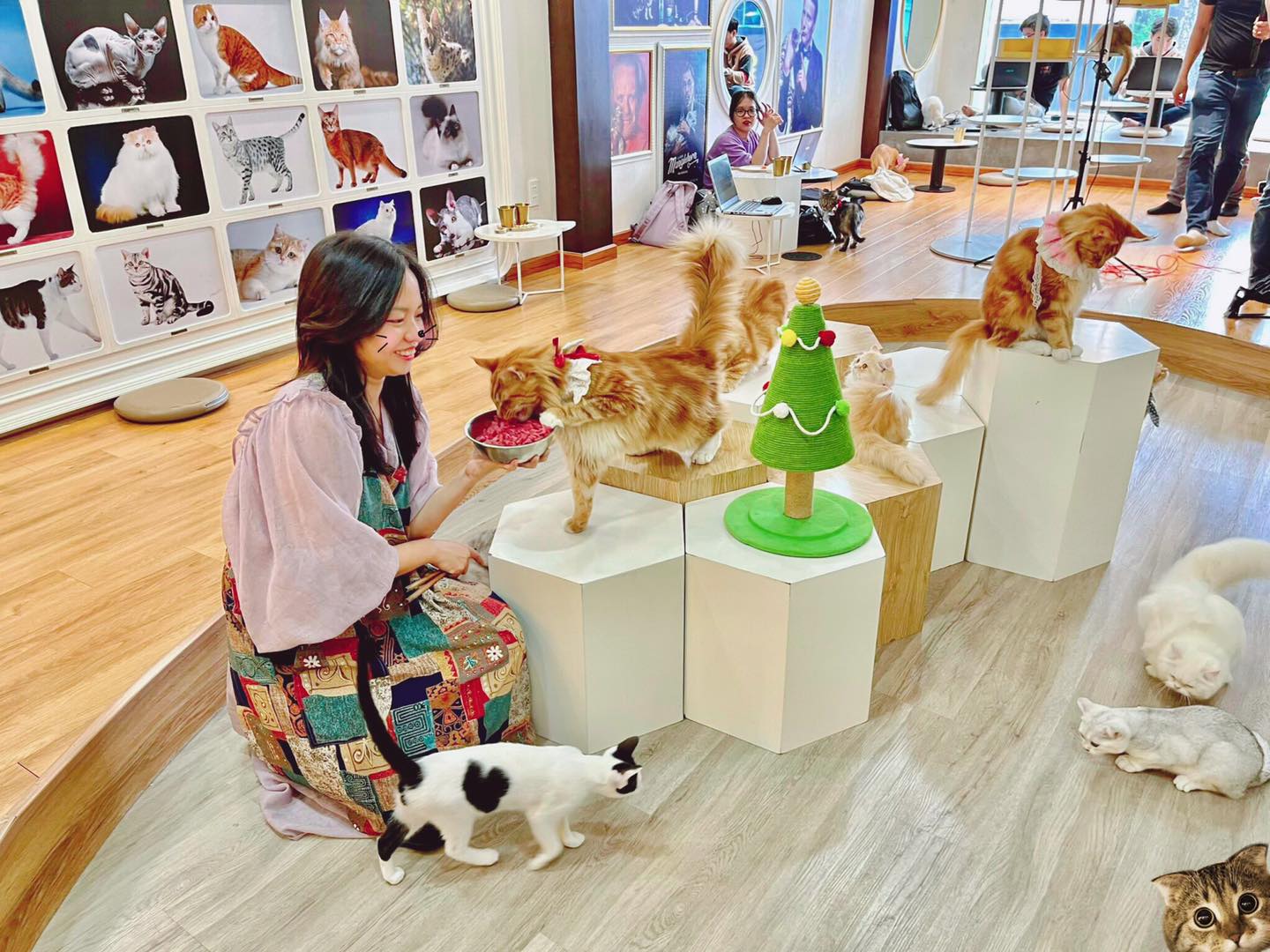 Catfe - Cafe mèo TPHCM