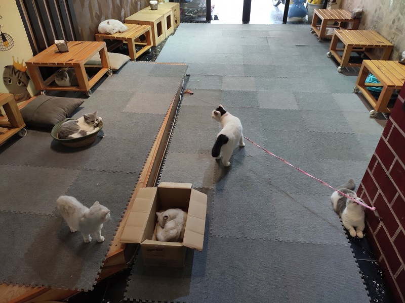 Lizzy House - Cafe mèo Hà Nội