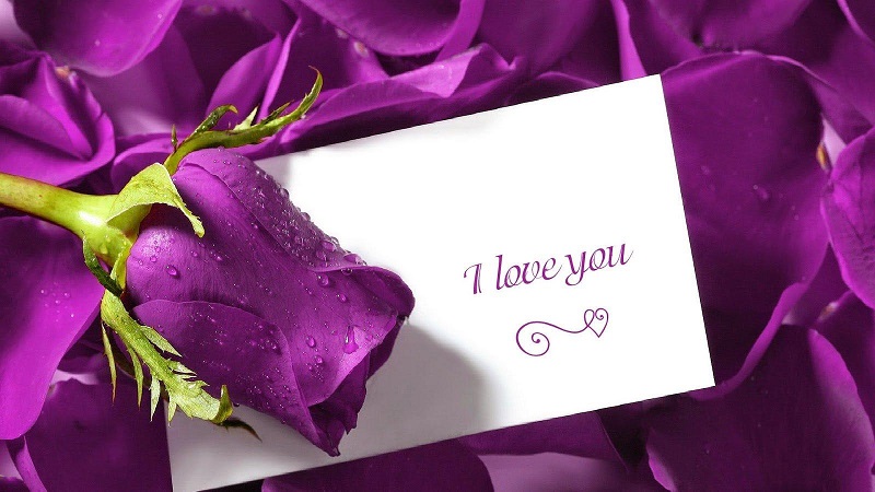 Màu tím là biểu tượng của tình yêu son sắc, thủy chung xuất phát từ loài hoa Violet