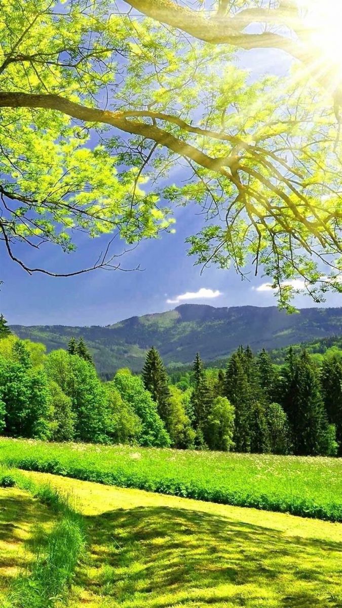 Tuyển tập hình nền rừng tre và trúc xanh mát tuyệt đẹp