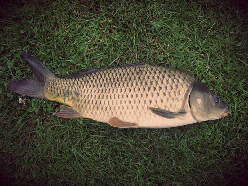 Mơ thấy cá chép chết hoặc bị bệnh