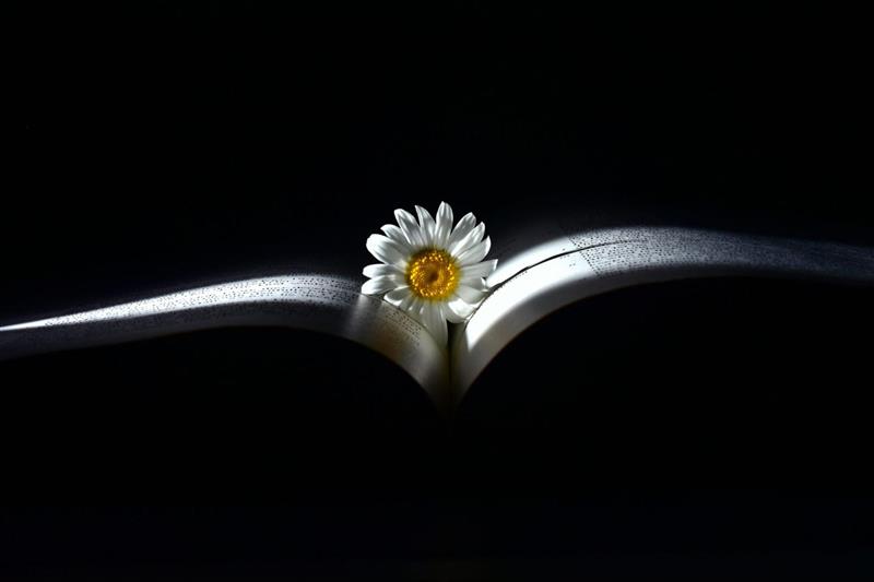 Low Key là gì trong nhiếp ảnh